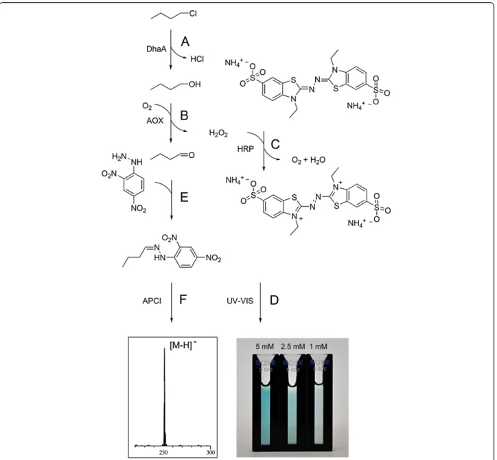 Figure 1 General scheme of an enzymatic multistep assay for the detection of haloalkanes