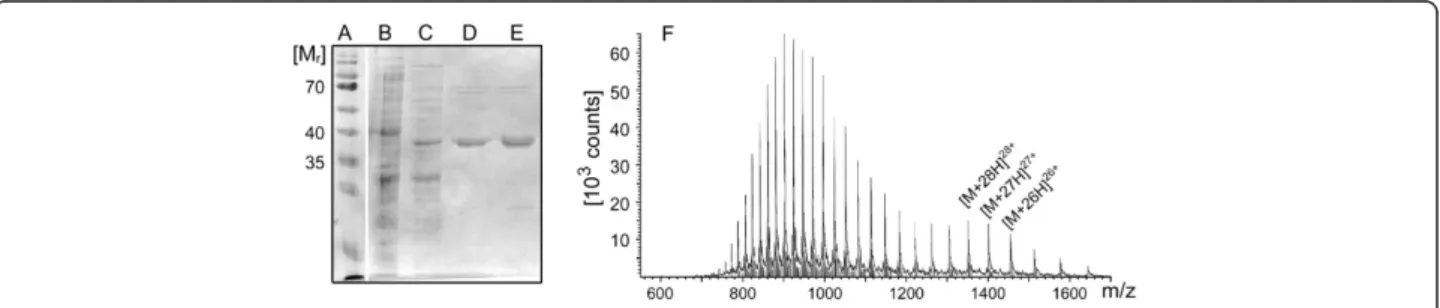 Figure 3 (A-E) SDS Page of DhaA purification via IMAC. (A) Prestained Protein Ladder, (B) potassium phosphate buffer wash, (C) IMAC column elution with 20 mM imidazole, (D) IMAC column elution with 40 mM imidazole, (E) IMAC column elution with 500 mM imida