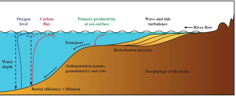 Figure 2. Main processes affecting organic matter history, as simulated in DionisosFlow Organic-Rich Sediment (modified after Tyson [26])