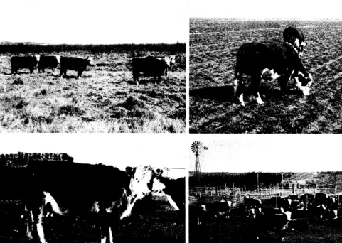 FIG. 1. Upper left-Cows wintering on native range. Bottomland site in foreground and sandy upland in background