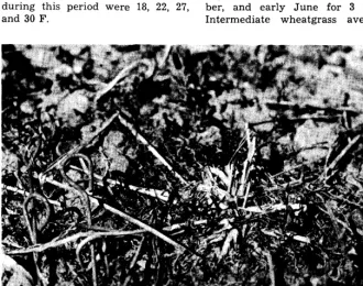 FIG. 3. A 4-year-old plant of intermediate wheatgrass which died in place during the winter of 1962-63