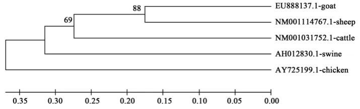 Figure 4. Phylogenetic tree of goat, sheep, cattle, swine and chicken BMP15 consensus nucleotide sequences using UPGMA