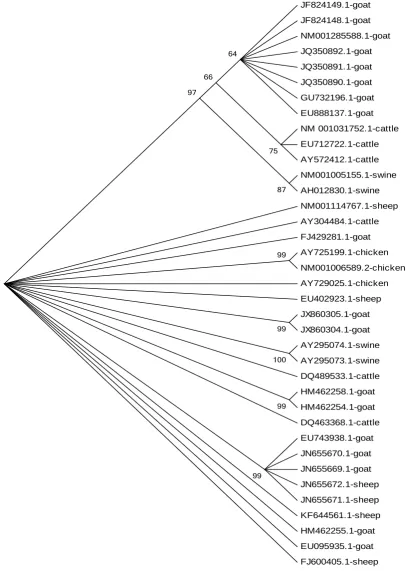 Figure 2. Phylogenetic relationships of goast, sheep, cattle, swine and chicken BMP15 nucleotide sequences