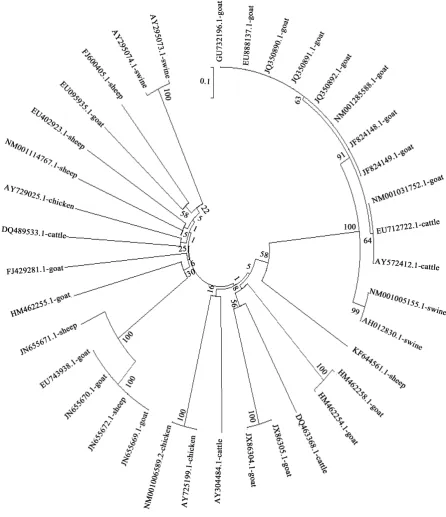 Figure 3. Phylogenetic relationships of goat, sheep, cattle, swine and chicken BMP15 amino acid sequences