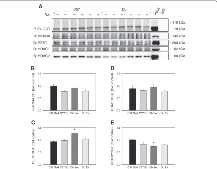 Figure 7 Effects of diabetes and 4 weeks of exercise on the association of mSin3A/HDAC1/2 complex with OGT in type 2 diabetic db/db and non-diabetic C57BL/6J hearts