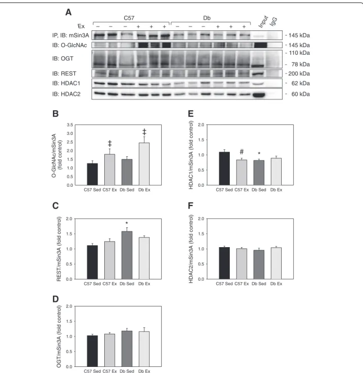 Figure 8 Effects of diabetes and 4 weeks of exercise on the interaction of mSin3A/HDAC1/2 with OGT and O-GlcNAc in type 2 diabetic db/db and non-diabetic C57BL/6J hearts