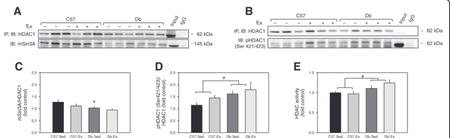 Figure 9 Effects of diabetes and 4 weeks of exercise on HDAC1 activation and the mSin3A/HDAC1 interaction