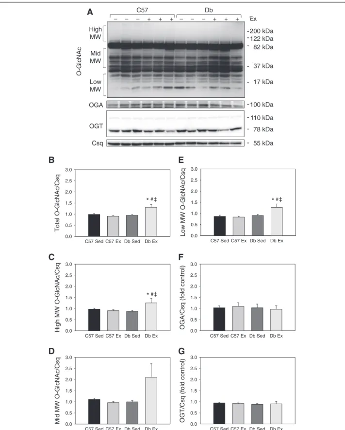 Figure 2 1 week of exercise increases total protein O-GlcNAcylation in db/db mouse hearts