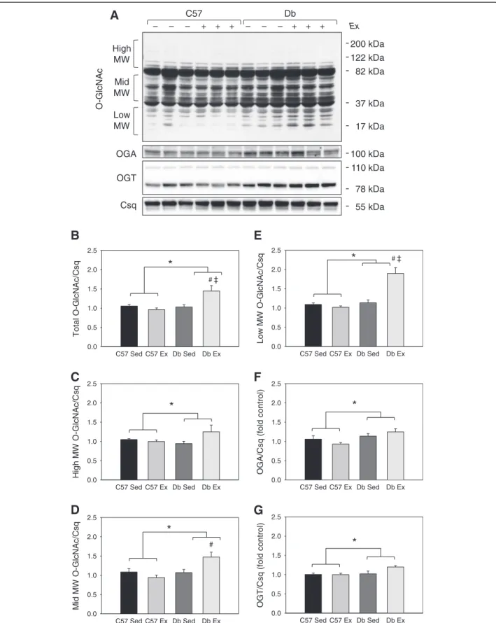 Figure 3 4 weeks of exercise increases total protein O-GlcNAcylation in db/db mouse hearts
