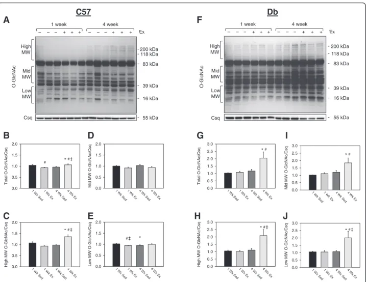 Figure 4 Effects of 1 and 4 weeks of treadmill exercise on total protein O-GlcNAcylation in type 2 diabetic db/db and non-diabetic C57BL/6J hearts