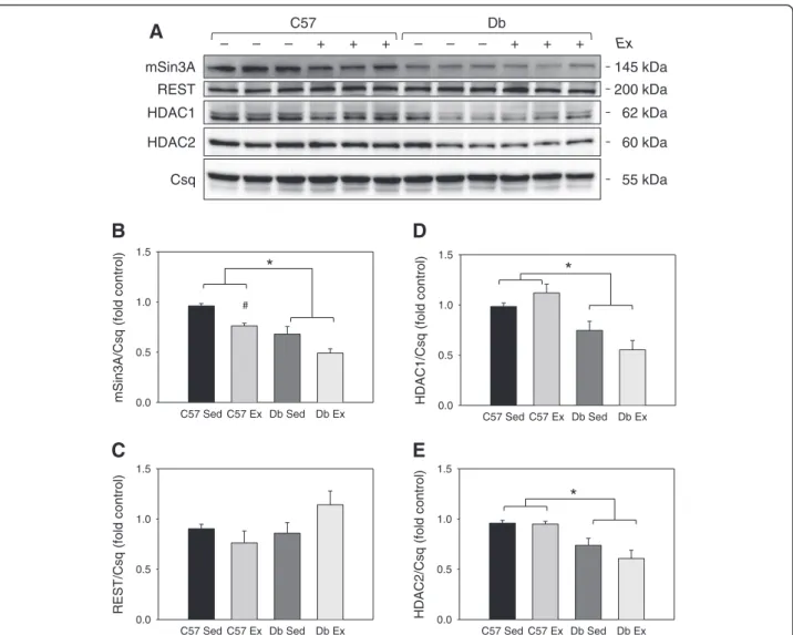 Figure 6 Effects of diabetes and 4 weeks of exercise on protein levels of the mSin3A/HDAC1/2 transcription factor complex in type 2 diabetic db/db and non-diabetic C57BL/6J hearts