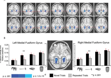 Figure 2. RS in the medial fusiform gyri modulated by motor-relevant properties of objects(A) The figure shows group averaged activity superimposed on the brain of an individualsubject