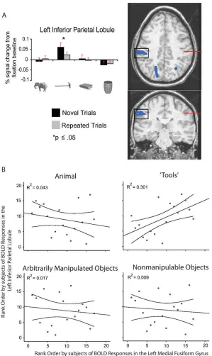 Figure 5. RS restricted to ‘tools’ in the left inferior parietal lobuleA. Histograms represent mean (+SEM) BOLD responses by experimental condition, averagedacross all voxels (blue) showing a larger response (p < .01) for ‘tools’(novel + repeated) than for