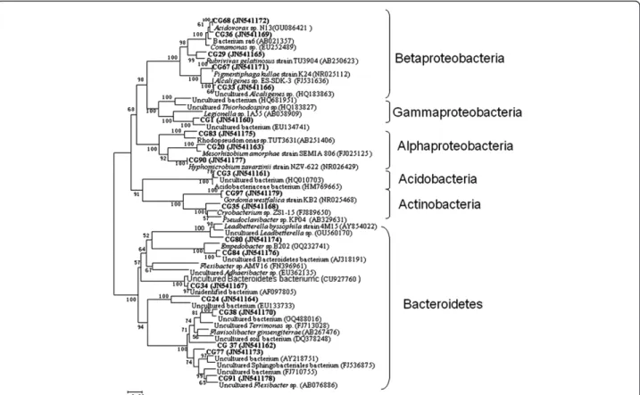 Figure 3 Neighbor-joining tree showing the phylogenetic relationship of bacteria 16S rRNA acquired from graphite packed MFC