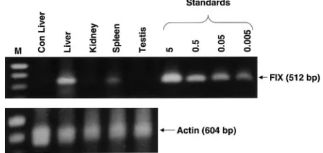 Figure 6. Detection of rAAV CAGG-FIX transgene in extrahepatic tissue.Genomic DNA was extracted from liver, kidney, spleen, and testis tissue from oneThe integrity of DNA was determined by amplifying a 604-bp region of the rhesus�macaque (monkey 3) 9 month