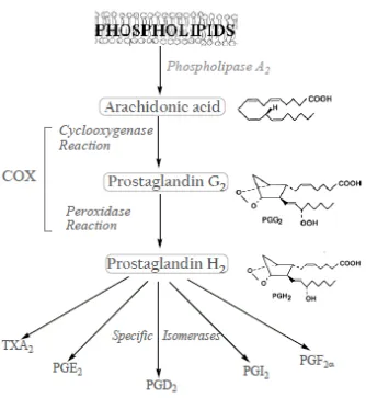 Figure 6. Summary of Prostanoid Synthesis. 