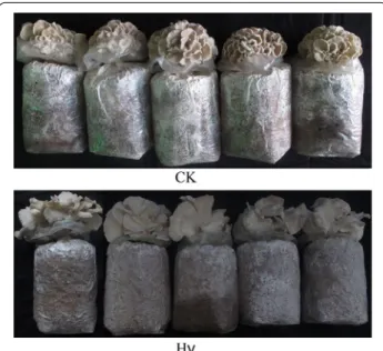 Fig. 1  Grifola frondosa fruiting in the high-yield formula (Hy) and the 