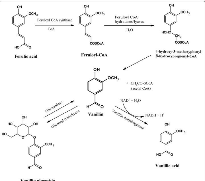 Fig. 5  The proposed vanillin production mechanism through phenolic biotransformation in Aspergillus luchuensis