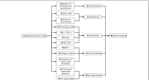 Fig. 1 Enhanced cutaneous wound healing by mesenchymal stem cells. This involves accelerating wound closure, increasing angiogenesis, decreasingnecrosis factor-alpha,wound inflammation, positively regulating extracellular matrix (ECM) remodeling, and promo