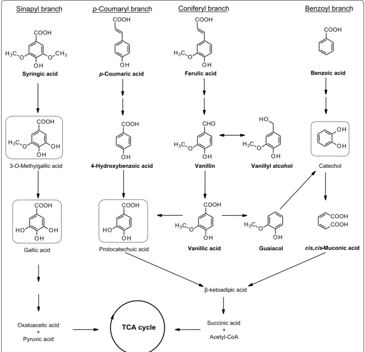 Fig. 1  Major upper funneling pathways for the bacterial metabolism of lignin model compounds