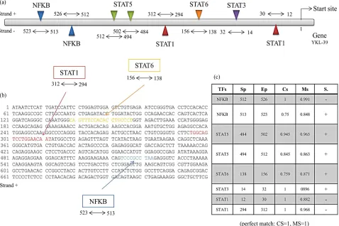 Figure 3. Real-time PCR of YKL-39 and CHIT-1 expression values are given as ence of the maximum number of RT-PCR cycles and the value obtained for each individual sample