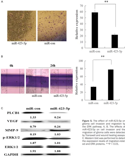 Figure 5. The effect of miR-423-5p on glioma cell invasion and migration by the ERK pathway