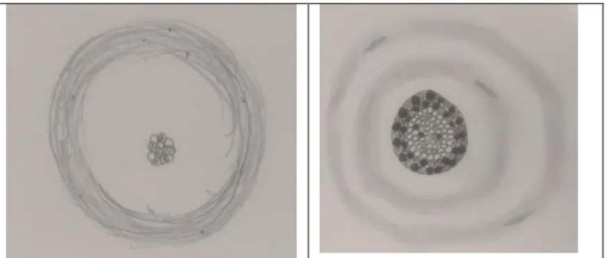Figure 7. Examples of the students’ Electronium orbit model drawings 