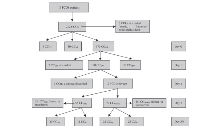 Figure 1 Distribution tree of COCs involved in the study. A total of 212 COCs were retrieved from the 15 PCOS patients