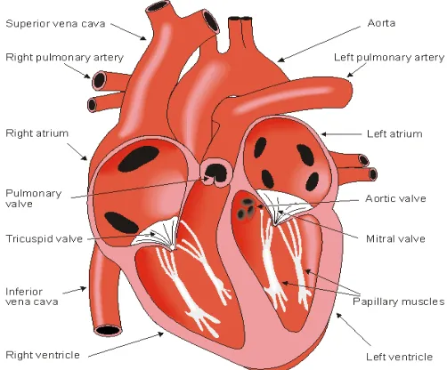 Figure 2.1: Basic heart anatomy schema (Adapted from [35]).