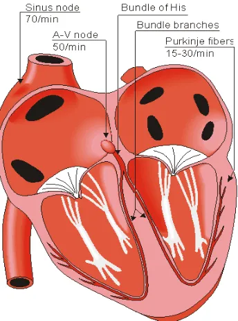 Figure 2.3: The conduction system of the heart (Adapted from [35]).