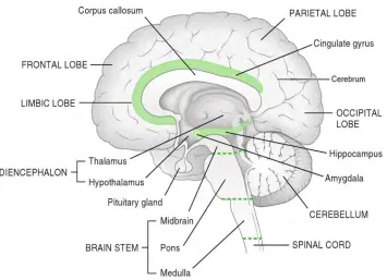 Figure 2.13: Schematic midsagittal view of the human brain (Adapted from [57]).