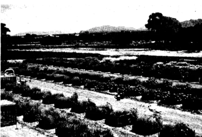 FIG. 1. View of grass plantings showing arrangement of plots. 