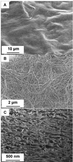 Figure 4 SEM images of (A),(B) the BP membrane surface (tilt 52º and 0º  respectively), (C) a cross section milled using the focused ion beam (tilt 52º)