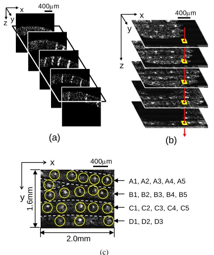 Figure 1. Image construction of en-face OCT. (a) 128 OCT images in the x-z plane are obtained with a spacing of 12.5 (c) Piled-up en-face OCT image of where nineteen eccrine sweat glands were imaged in the area of 2.0 × 1.6 mmmm along the y direction; (b) 