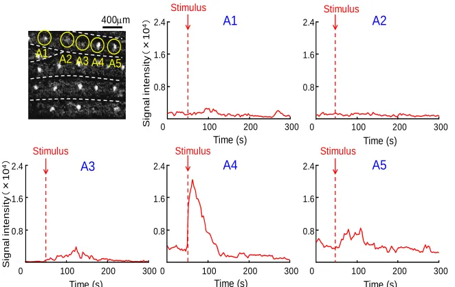 Figure 5. Time variation of the reflection light intensity by application of the sound stimulus of first and second