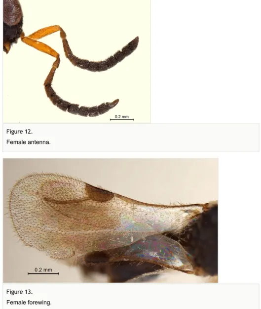 Figure 12.  Female antenna.