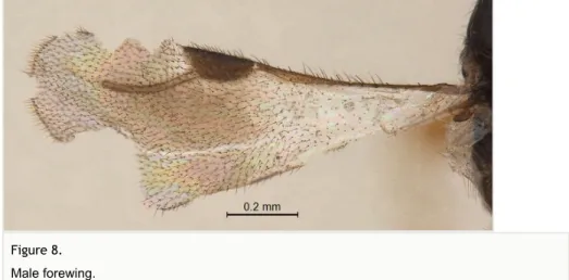 Figure 8.  Male forewing.