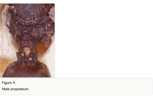 Figure 9.  Male propodeum.
