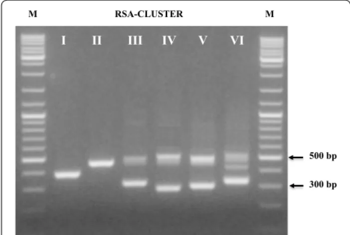 Fig. 1  RSA profiles of representative LAB isolates of each cluster 