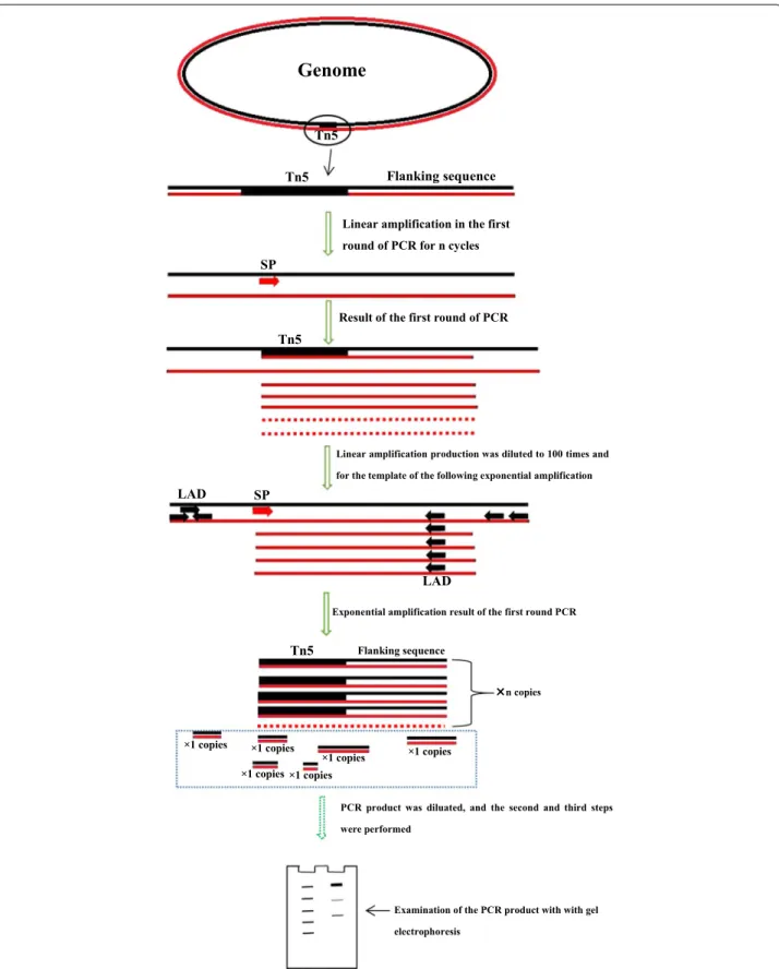Fig. 1  The genome walking method scheme. Black lines represent the sense strand of the DNA, and red lines represent the anti-sense strand