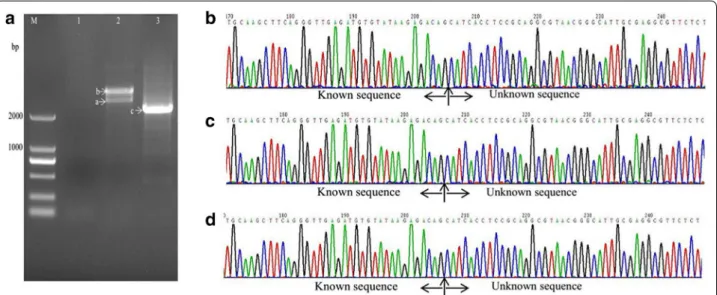 Fig. 2  Amplification and sequencing results of the sequence flanking the Tn5 insertion site of sample 1