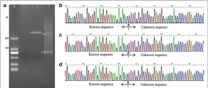 Fig. 4  Amplification and sequencing results of the sequence flanking the Tn5 insertion site of sample 3