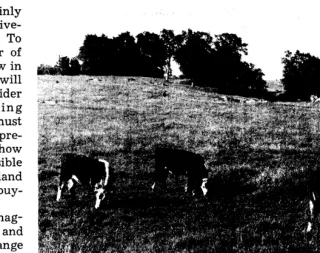 Fig. 1. Yearling steers grazing green annual-pIant herbage on unfertilized range at the San Joaquin Experimental Range