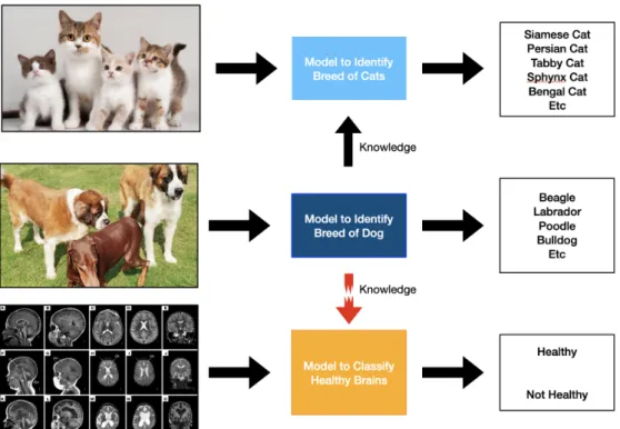 Figure 2.5: An example of transfer learning. The main model is used to identify the breed of dogs