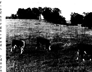 Fig. 1. Yearling steers grazing green annual-pIant herbage on unfertilized range at the San Joaquin Experimental Range