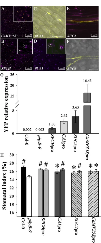 Figure 1. Tissue-Speciﬁc Expression of phyBConfocal microscope images of tissue-speciﬁc(B)(the scale bar represents 75 PHYB::YFP lines.(A and B) Overlaid images