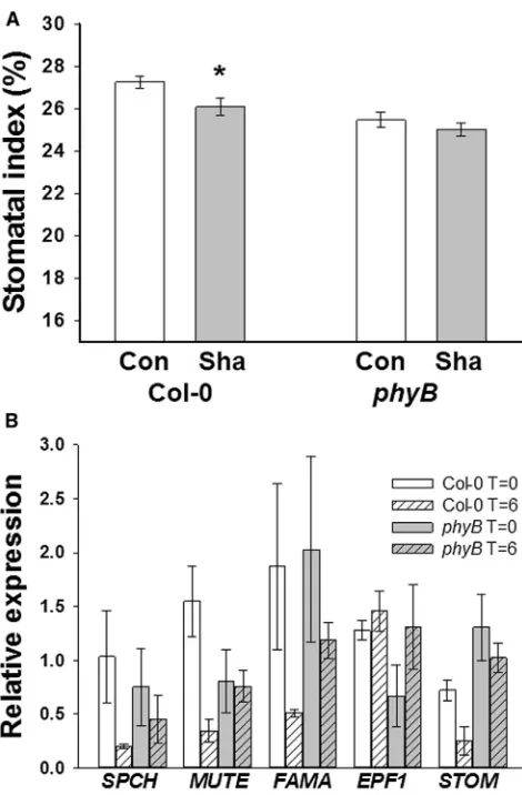 Figure 3. phyB Is Required for the Systemic Regulation of StomatalDevelopment