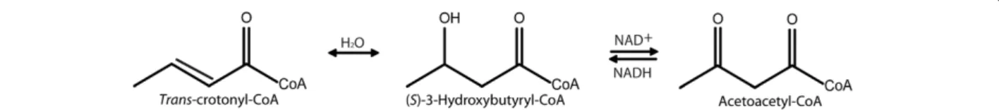 Figure 1 Enoyl-CoA hydratase and (S)-3-hydroxyacyl-CoA dehydrogenase reactions of FA degradation pathway, catalyzed by FadB ’.