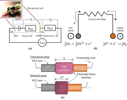 Figure 1(a) shows an idealised electronic equivalent model of the galvanic cell arrangement under
