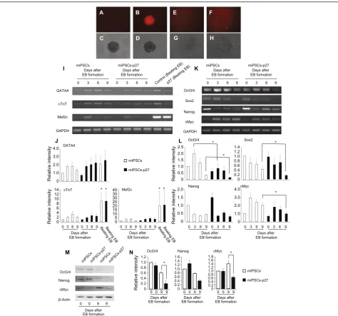 Fig. 3 Differentiation of miPSCs-p27. a–d Images of EBs from miPSCs and miPSCs-p27 on the sixth day of EB formation